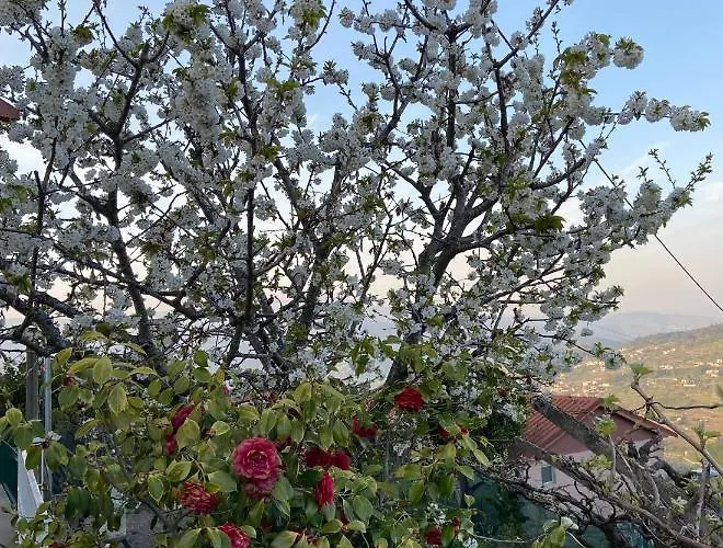 Da Ribeirinha Tatil Evi